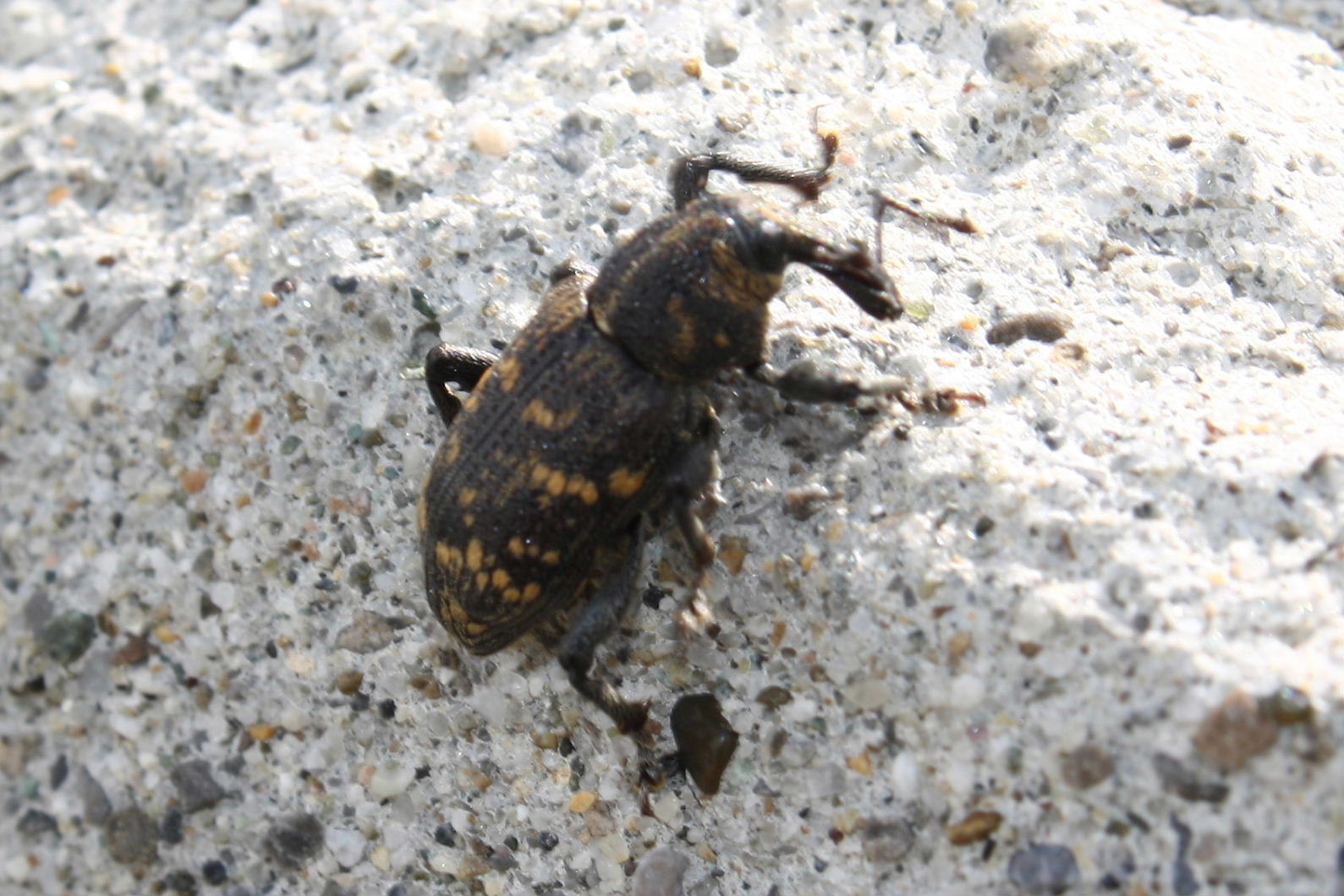 Hylobius abietis (Curculionidae) - Monte Saccarello (IM)